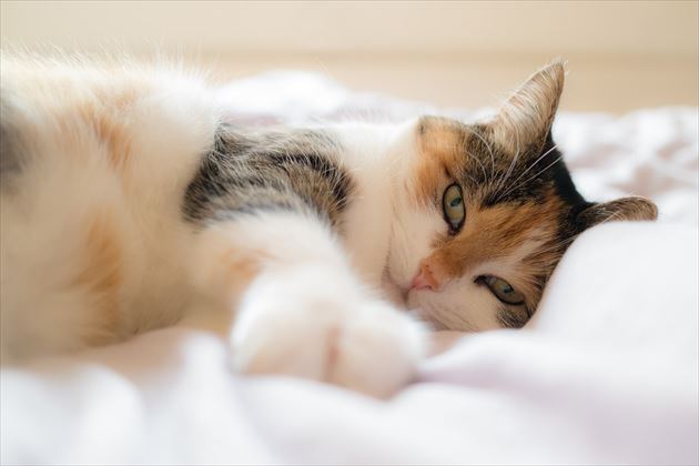 ベッドで横になる猫